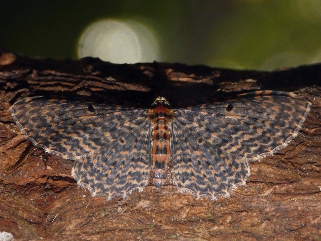 Collix multifilata