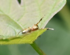 Tutelina