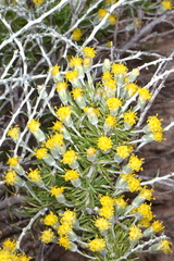 Tetradymia spinosa