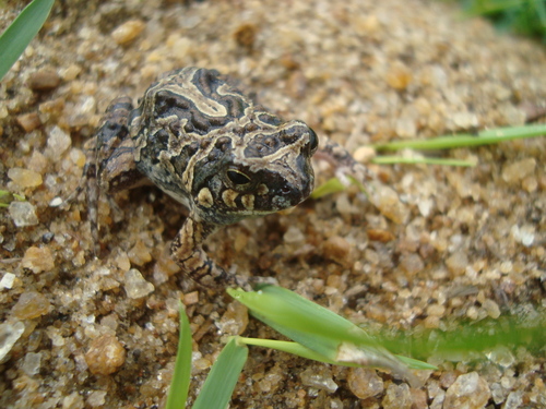 Physalaemus marmoratus