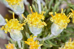 Tetradymia spinosa