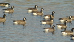 Branta canadensis parvipes