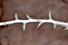 Tetradymia spinosa