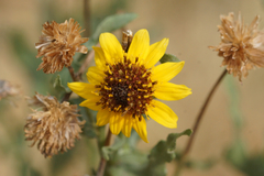 Helianthus laciniatus