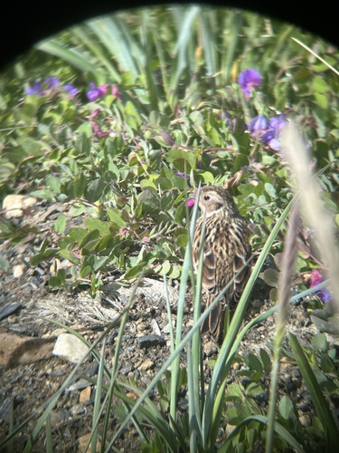 Lapland Longspur