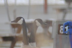 Branta canadensis parvipes