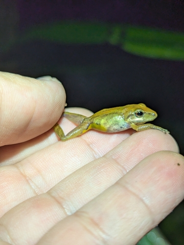 Variable Rain Frog, Pristimantis variabilis