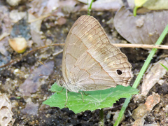 Cissia similis