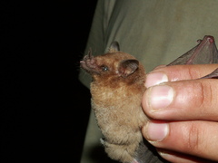 Miller's Long-Tongued Bat photo 2