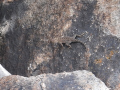 Sceloporus merriami