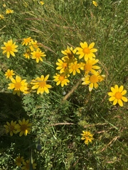 Eriophyllum lanatum integrifolium