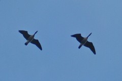 Branta canadensis parvipes