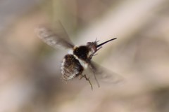 Bombylius pygmaeus