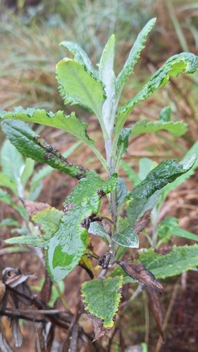 Image of Senecio hypoleucus by no rights reserved