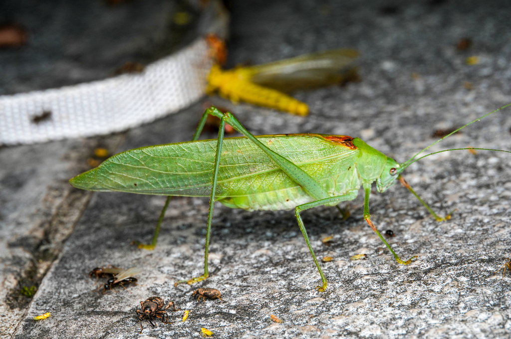 Tamdaopteron