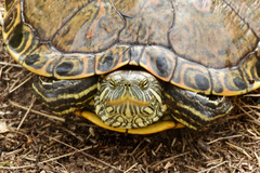 Trachemys hartwegi