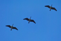 Branta canadensis parvipes