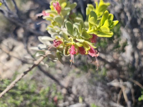 Image of Eremophila forrestii by (c) Belinda Forbes, some rights reserved (CC BY)