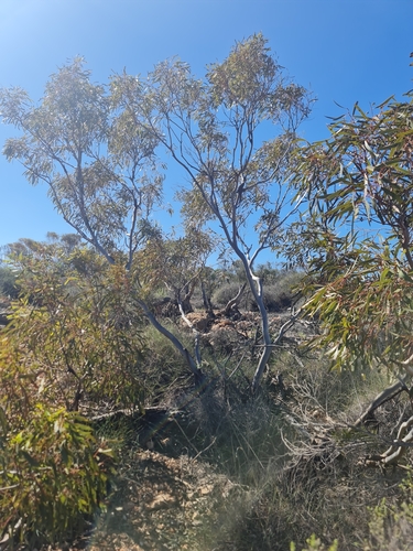 Exmouth Mallee (Eucalyptus ultima)
