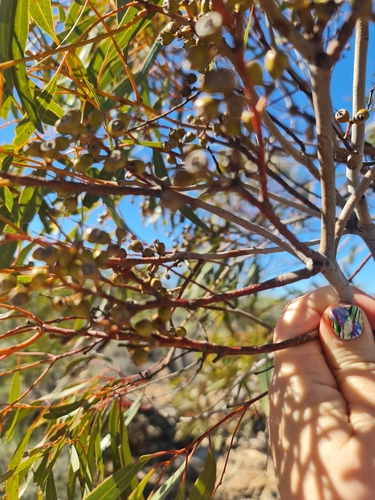 Image of Eucalyptus ultima by (c) Belinda Forbes, some rights reserved (CC BY)