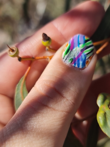 Image of Eucalyptus ultima by (c) Belinda Forbes, some rights reserved (CC BY)