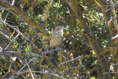 Artemisiospiza belli