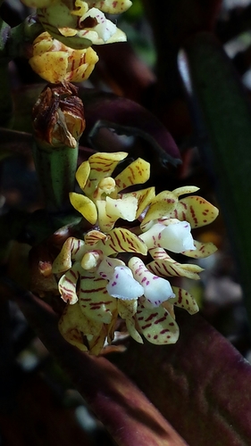 Acampe pachyglossa