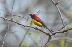Aethopyga gouldiae