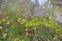 Lycopodium japonicum