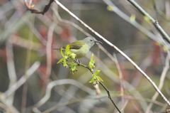 Aethopyga gouldiae