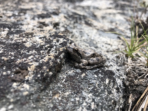 iNaturalist observation photo of Pacific chorus frog