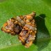 Choreutis ophiosema - Photo (c) Dianne Clarke, some rights reserved (CC BY-NC), uploaded by Dianne Clarke