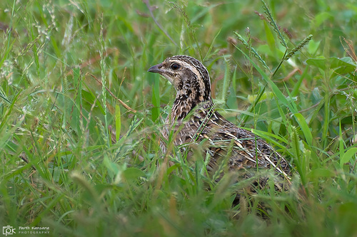 Rain Quail (Coturnix coromandelica), photo 4