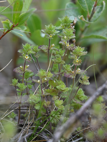 Euphrasia subarctica