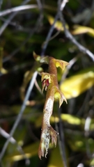 Bulbophyllum rubrum image