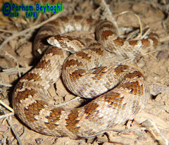 Lytorhynchus ridgewayi