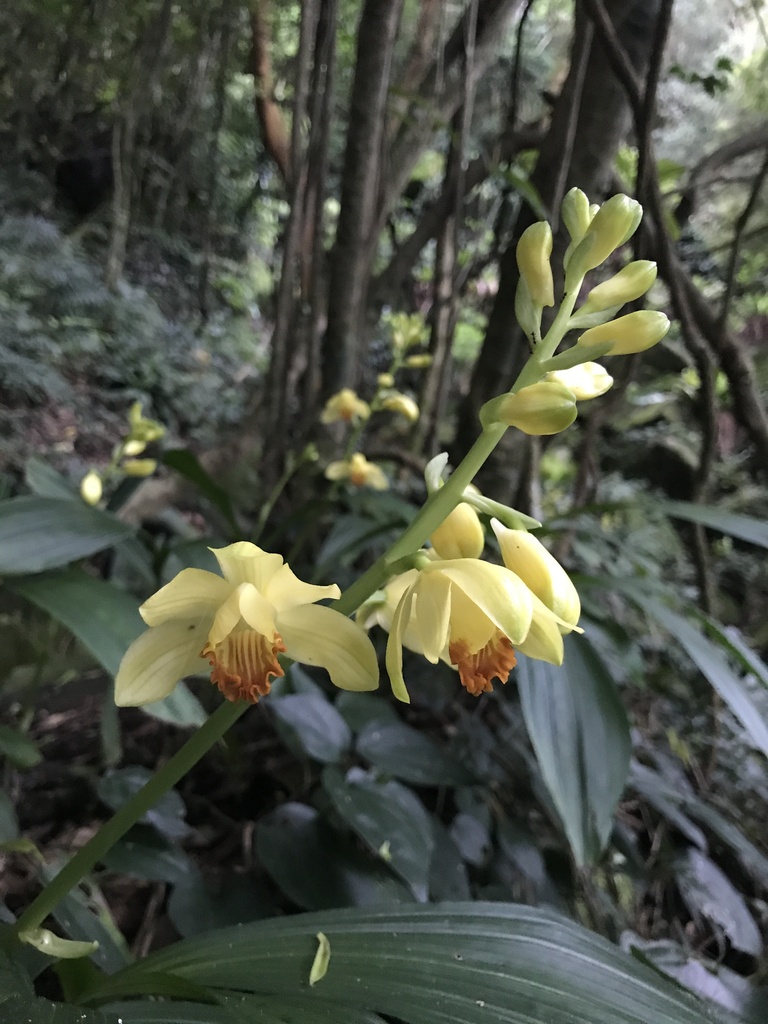Calanthe woodfordii