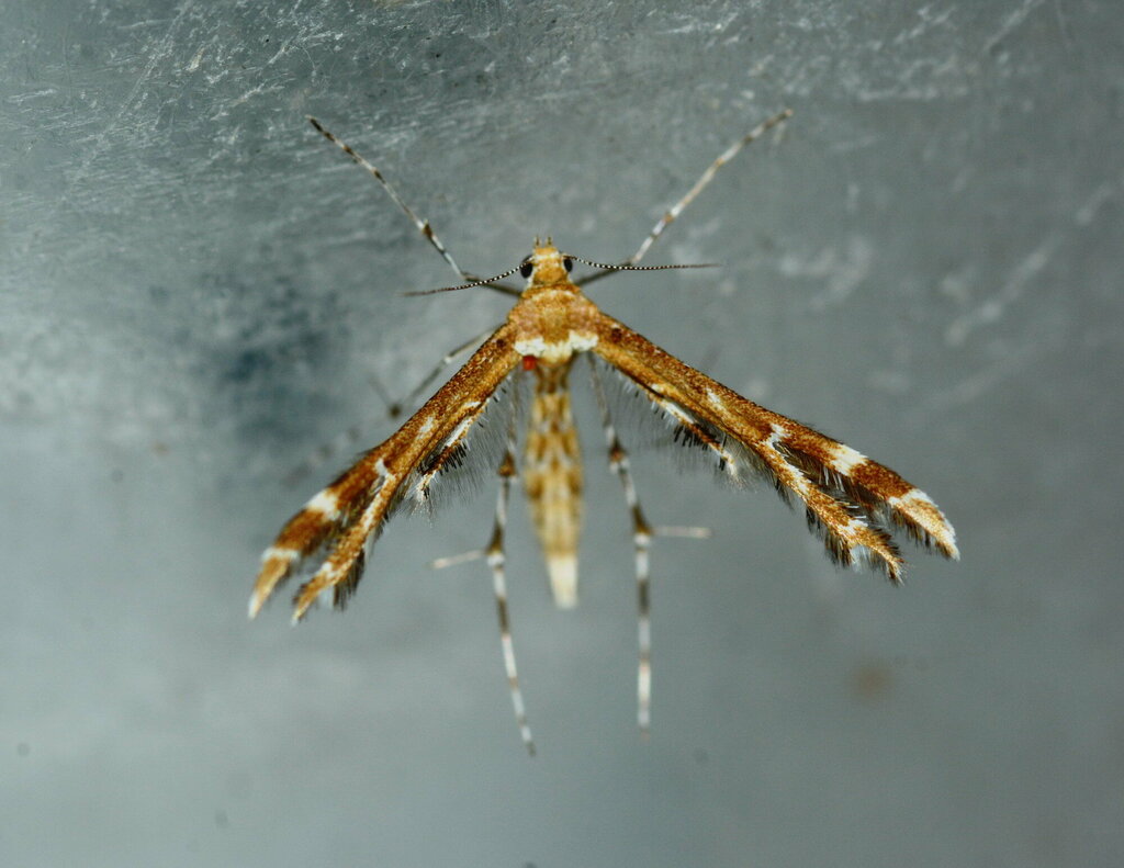 Procapperia kuldschaensis