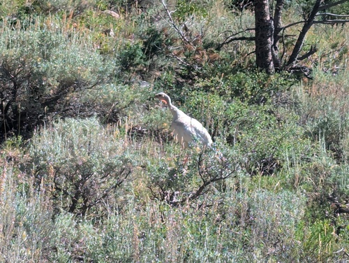 Wild Turkey photographed in Nevada