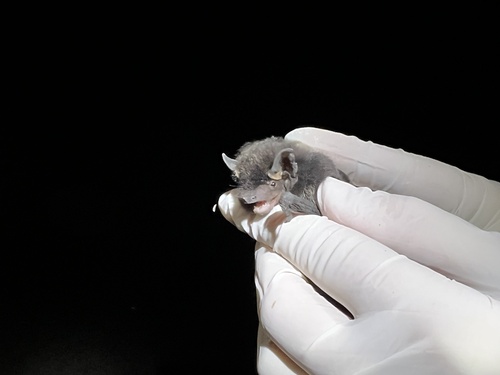 Silver-haired Bat