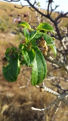 Dichaetanthera