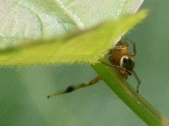 Tutelina