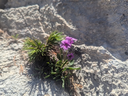 primula nevadensis
