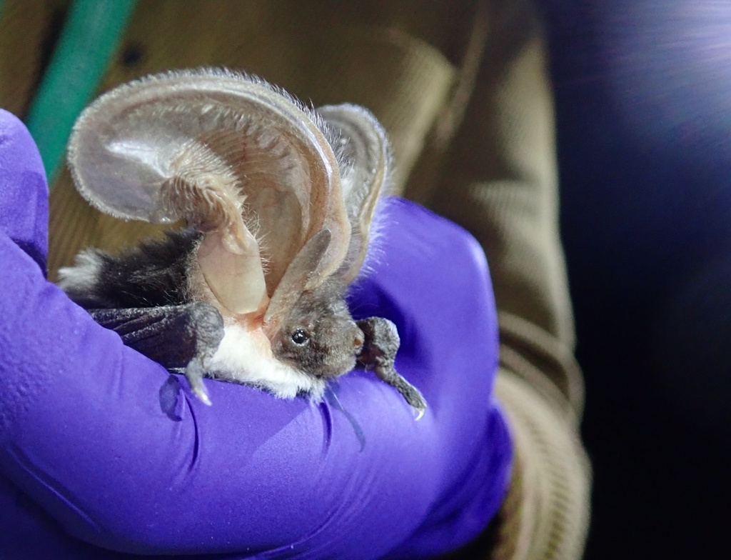Spotted Bat