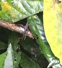 Xiphiola cyanoptera
