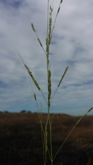 Oryza sativa