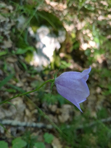 Image of Campanula rhomboidalis by (c) bigayon, some rights reserved (CC BY)