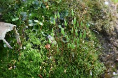 Pohlia nutans