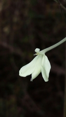 Ecbolium