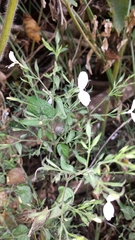 Justiciinae